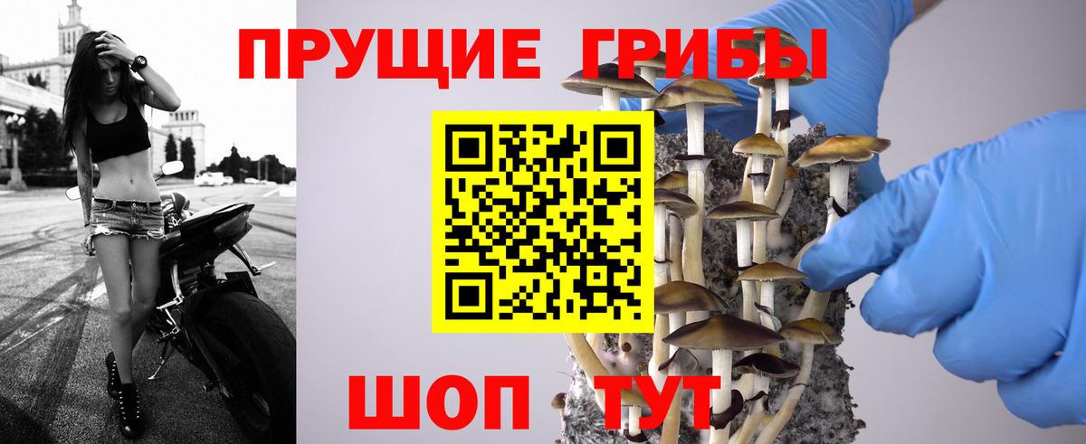 Янаул  Галлюциногенные грибы Cubensis  Вход с VPN 